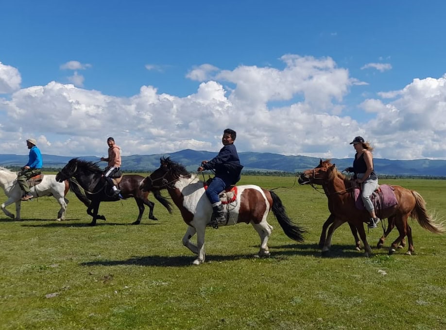 chavaux au galop